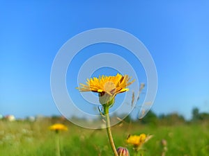 Hieracium laevigatum or smooth hawkweed. Hieracium, known by the common nameÂ hawkweed and classically asÂ hierakion